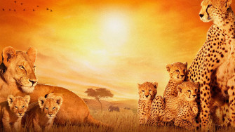 African Animals Wallpaper