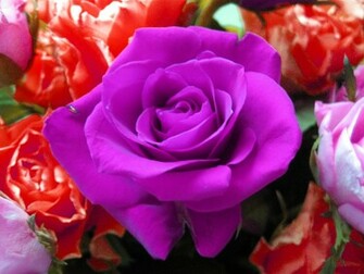 Violet Rose By Martab1986