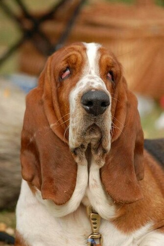 Sleepy Basset Hound Dog Puppies Wallpaper Picture