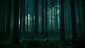 Dark Forest HD Wallpaper Image