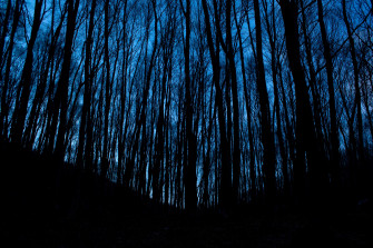 Forest And Trees At Night In The Darkness Image Wallpaper