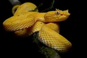 Viper Schlegel S Pit Eyelash Palm Pitviper Also Known As