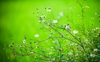Wildflower Wallpaper Best