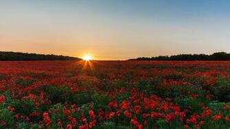 Fields Poppy Roses Wallpaper