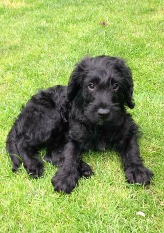Top F1 Labradoodle HD Wallpaper Wall07 Wallxabay Tech