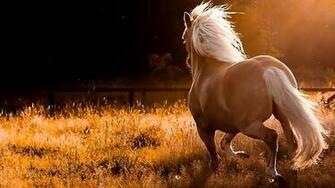 Exclusive Horse Pictures For You
