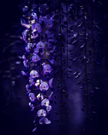 Kawachi Wisteria Garden Fukuoka Japan