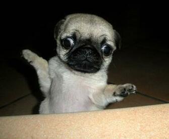 Cute Pugs