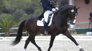 Best Dressage Wallpaper