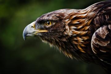 Eagle HD Wallpaper