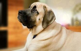 October By Stephen Comments Off On English Mastiff Wallpaper