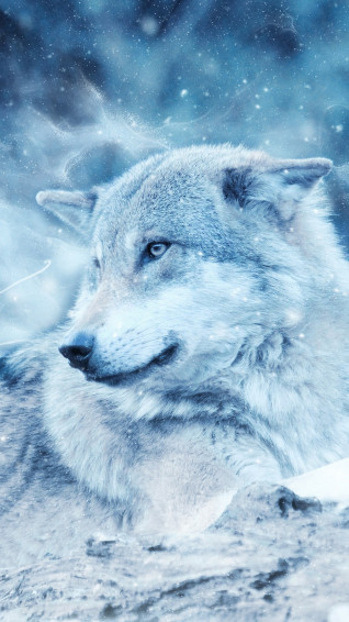 White Wolf Wallpaper