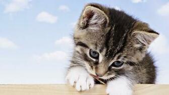 Baby Cat Wallpaper