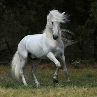 Horses Wallpaper For Windows Image Themes