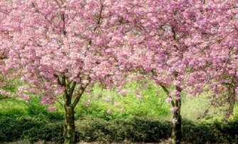 Pink Trees Wallpaper