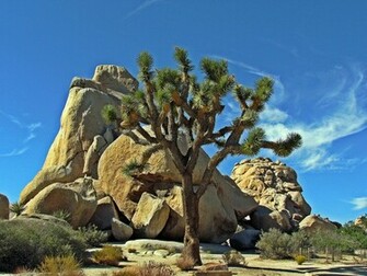 Joshua Tree