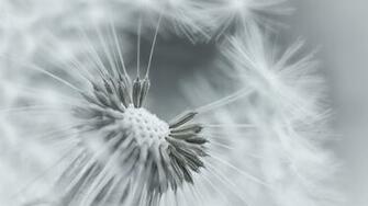 Wallpaper Dandelion Flower Feathers Seeds Black And White