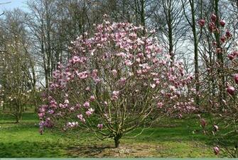 Magnolia Tapestry Paysage Exotique Jardin