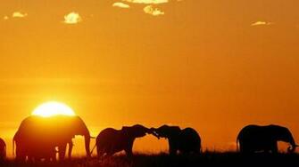 Mara Elephants African Africa Kenya Wallpaper