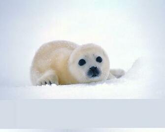 Best Wallpaper Seal