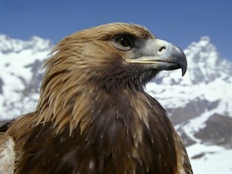 Golden Eagle Animal Wallpaper