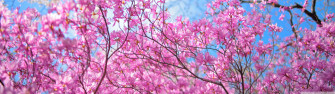 Happy Spring Ultra HD Desktop Background Wallpaper For Multi