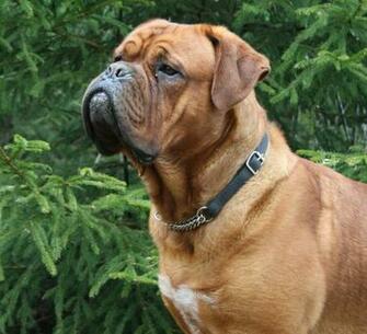 Dogue De Bordeaux Image Crazy Gallery