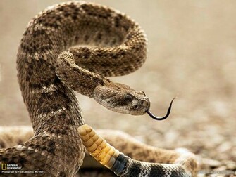 Diamondback Picture National Park Wallpaper Geographic