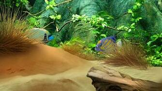 Explore The Collection Fishes Animal Fish