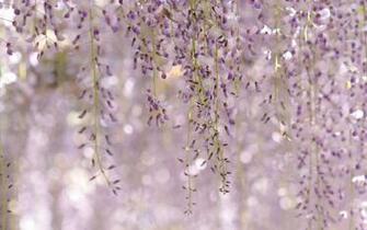 Wisteria Floribunda Royal Purple Flowers
