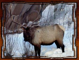 Elk Screensavers