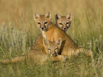 Baby Foxes Wallpaper Stock Photos