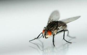 Fly Animals Wallpaper HD