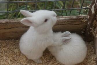 Graphic Design And Photography Baby Rabbits