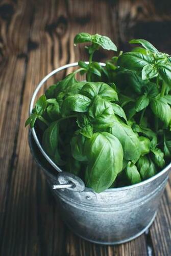 HD Wallpaper Fresh Basil In A Bucket Close Up Green Herbs