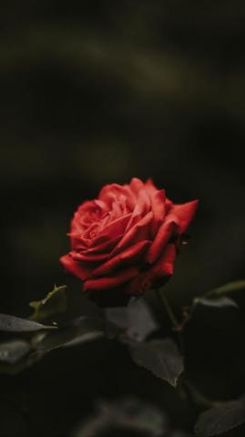 Red Flower iPhone Wallpaper On