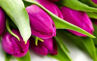 Tulip Wallpaper Background Image Creatives