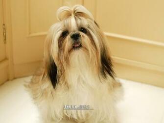 Shih Tzu Puppy Photos Dog Wallpaper No Desktop