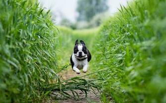 Boston Terrier Puppy HD Desktop Wallpaper 4k