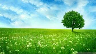 Natural Summer Field Wallpaper IwallHD HD