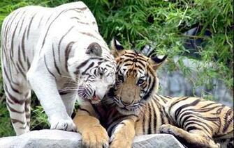 Wallpaper Tigers White Cats Couple