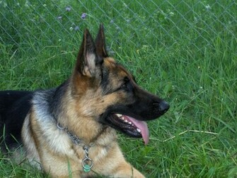 German Shepherd Dog Wallpaper
