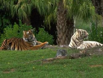 White Tigers Wallpaper Zoom