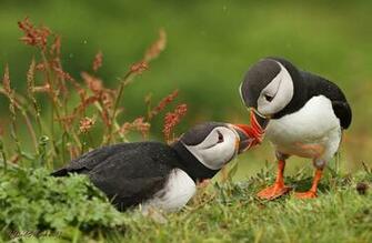Puffin Computer Wallpaper Desktop Background