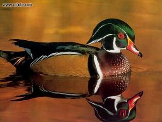 Tags Duck Pics Wood Is The Common Name For A