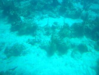 Ocean Floor Wallpaper On