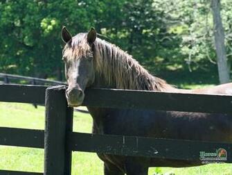 Rocky Mountain Horse Screensaver And Desktop Wallpaper