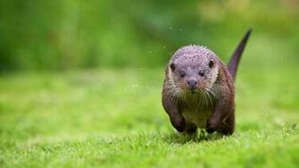 Otter HD Desktop Wallpaper 7wallpaper Net