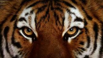Tiger Face Wallpaper