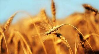 Grain Wallpaper